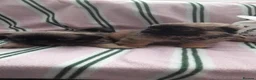 Mixed Breed dogs for sale: Pekingese cross yorkie poo puppies  - Advert 19
