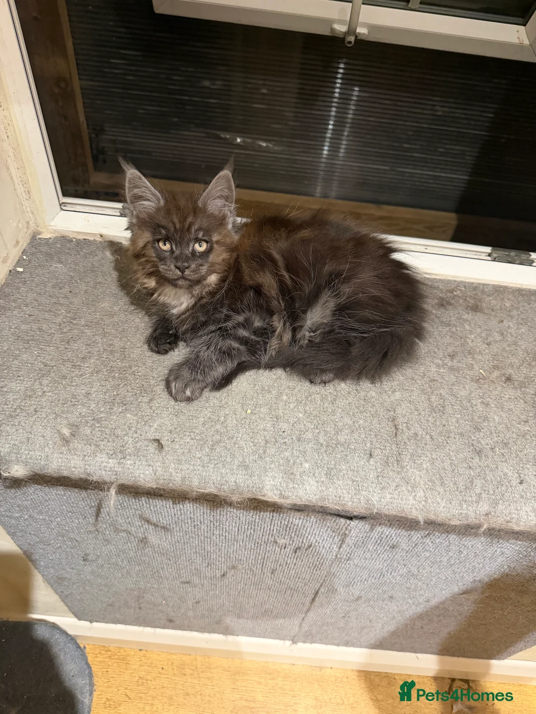 Maine Coon cats for sale: 1 left Purebred Maine Coon Kittens - TICA 🐾 - Advert 2