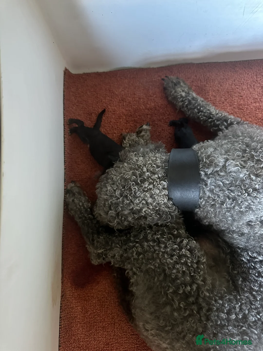 Bedlington Terrier dogs for sale: KC BEDLINGTON TERRIERS - Advert 2