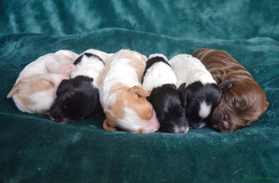 Cockapoo dogs for sale: Beautiful F1 Cockapoos - Image 5