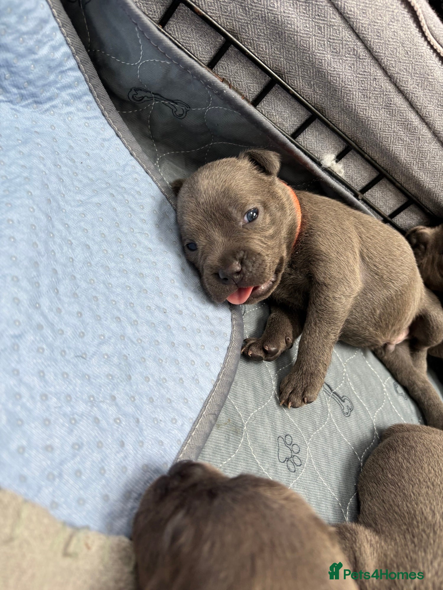 Staffordshire Bull Terrier dogs *3 WEEKS OLD* Blue Staff Bull Terrier Puppies  - Advert 2
