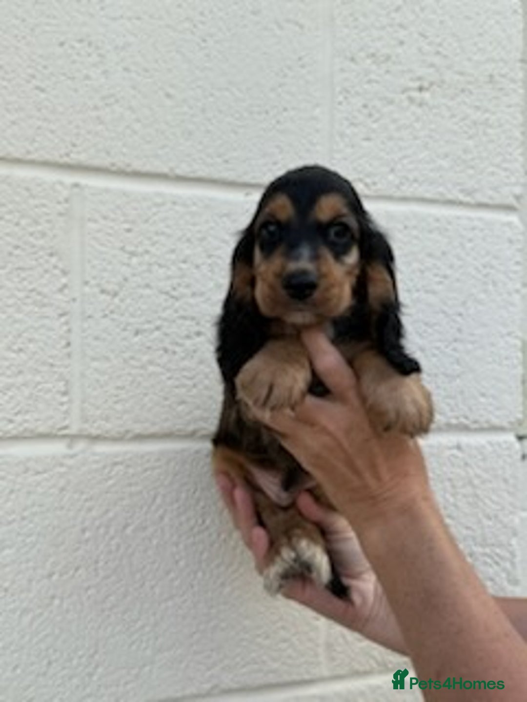Cocker Spaniel dogs for sale: Cocker spaniel  - Image 3