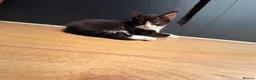 Mixed Breed cats for sale: Beautiful baby girls  in Swindon - Advert 6