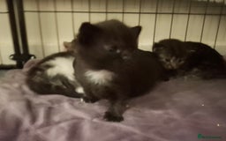 Mixed Breed cats for sale: Mix breed - Image 14