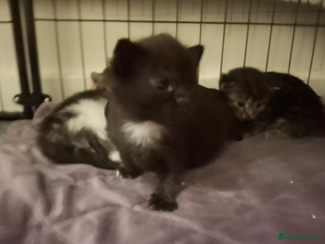 Mixed Breed cats for sale: Mix breed - Image 14