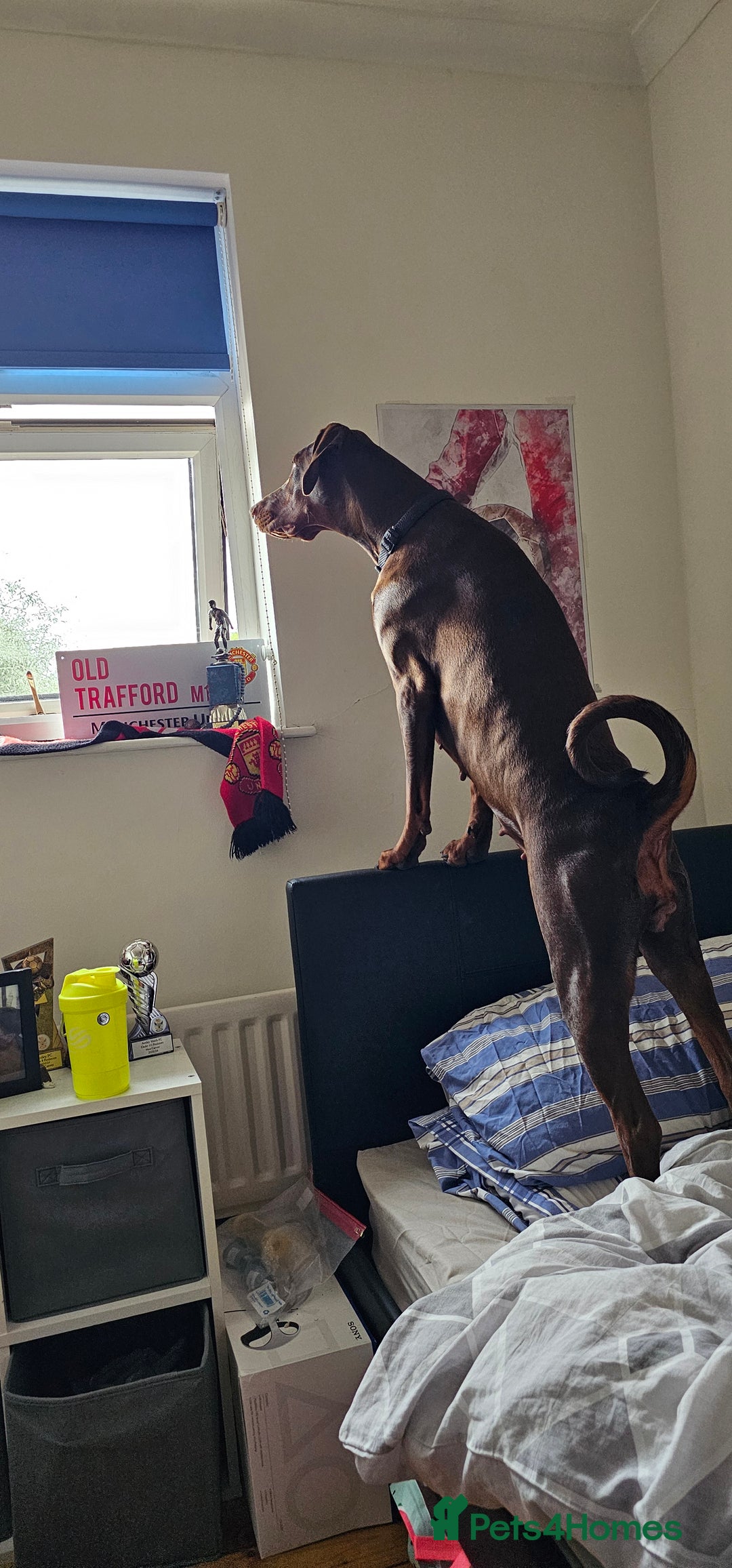 Dobermann dogs for sale: 10 month old Doberman female - Image 6