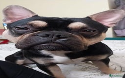 Mixed Breed dogs for sale: Frenchie cross  - Image 3