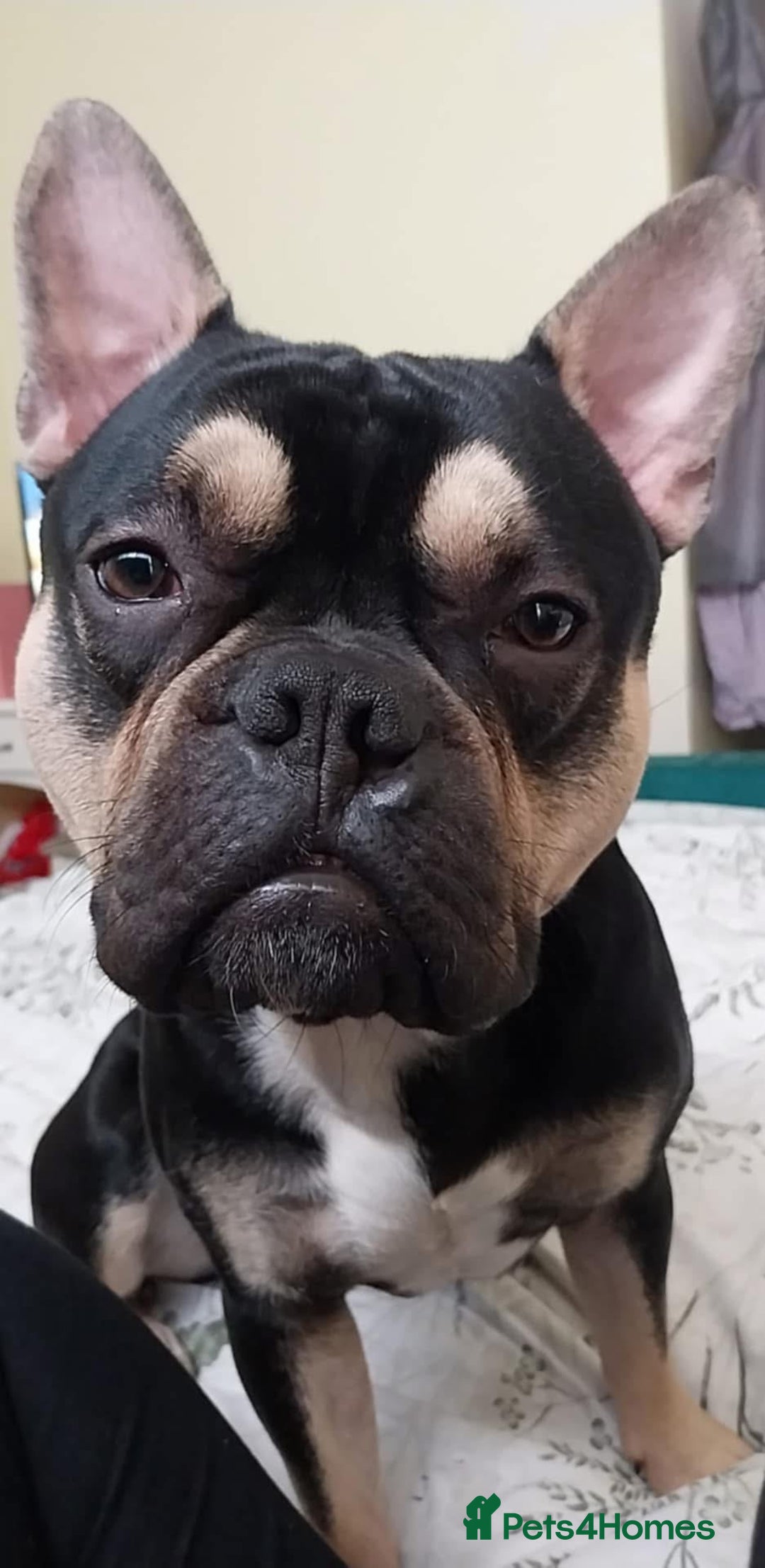 Mixed Breed dogs for sale: Frenchie cross  - Image 3