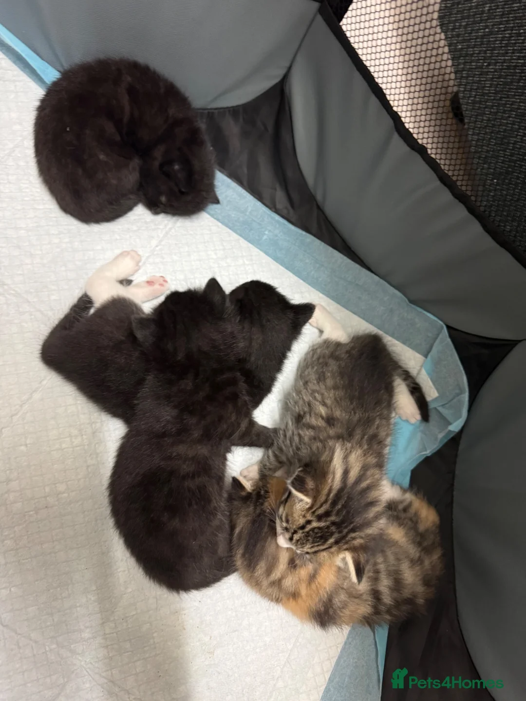 Mixed Breed cats for sale: Cute kittens - Advert 5