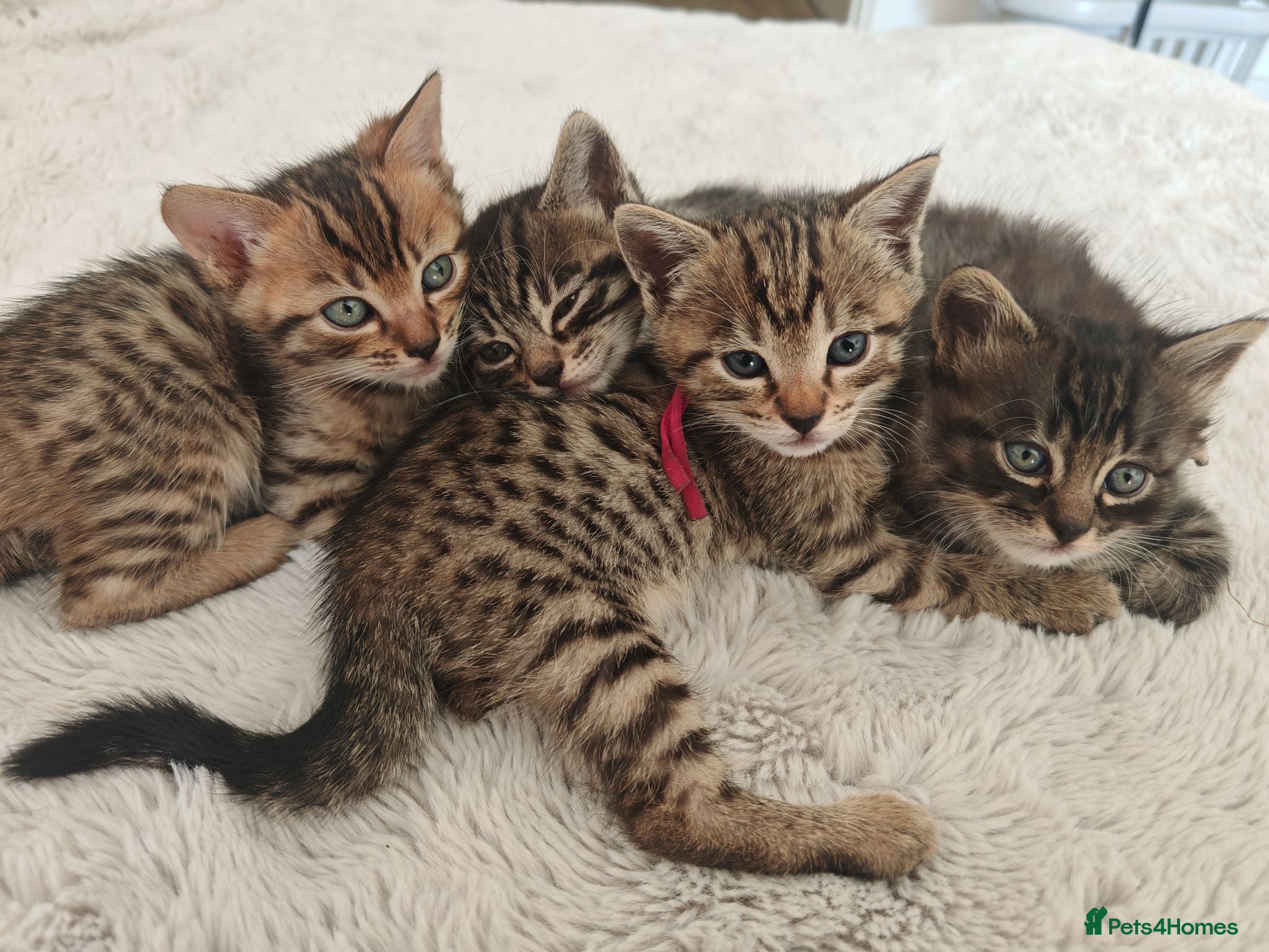 Bengal cats Adorable Bengal Mix Kittens  - Advert 19