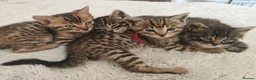 Bengal cats for sale: 1 Female Left!! Ready to leave Bengal Mix Kittens - Advert 1