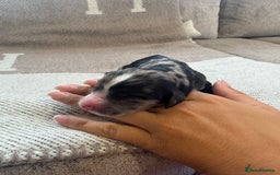 Cocker Spaniel dogs for sale: DNA Health Tested Merle Cocker Spaniel Puppies - Image 8