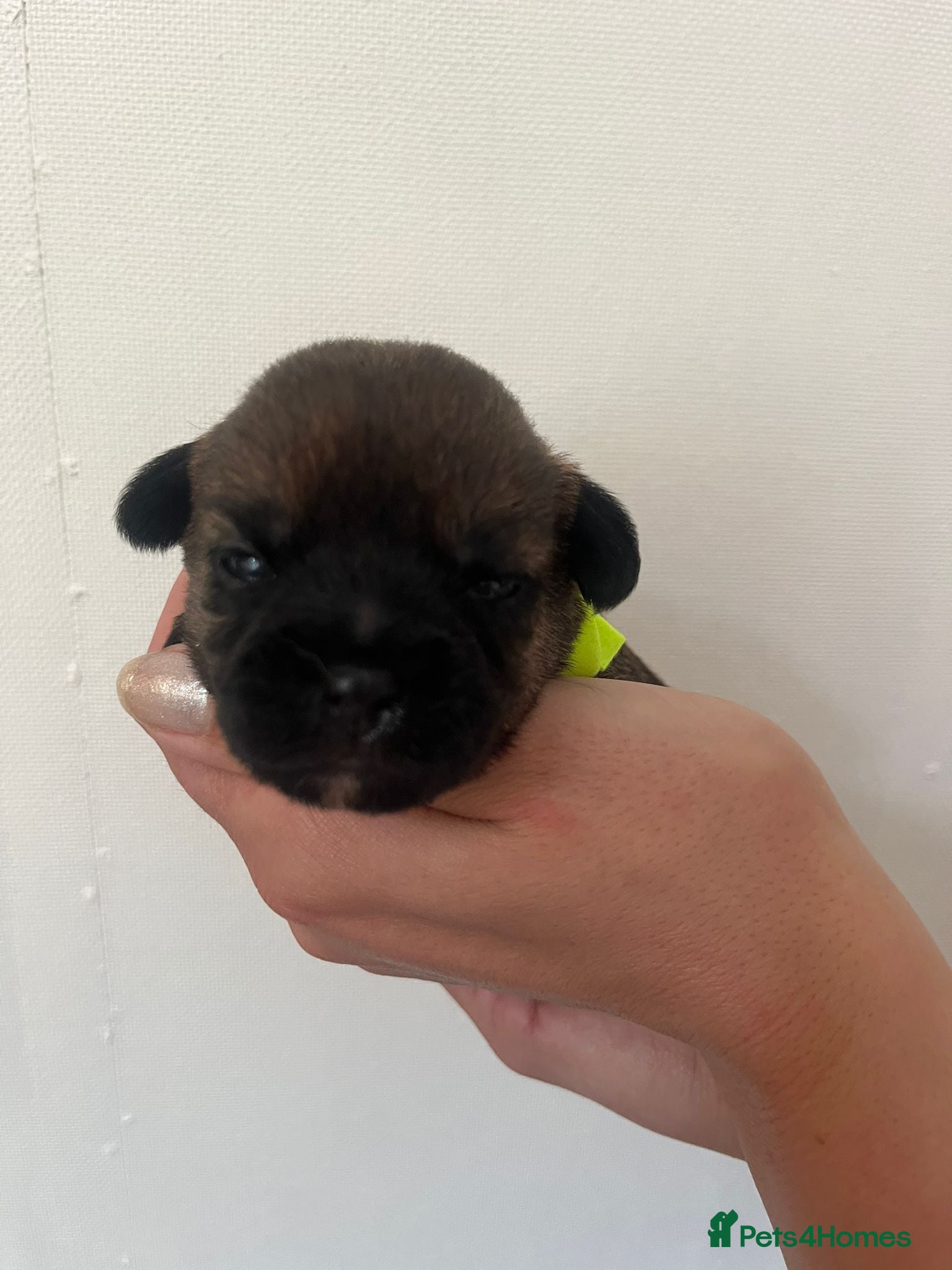 Border Terrier Puppy 2