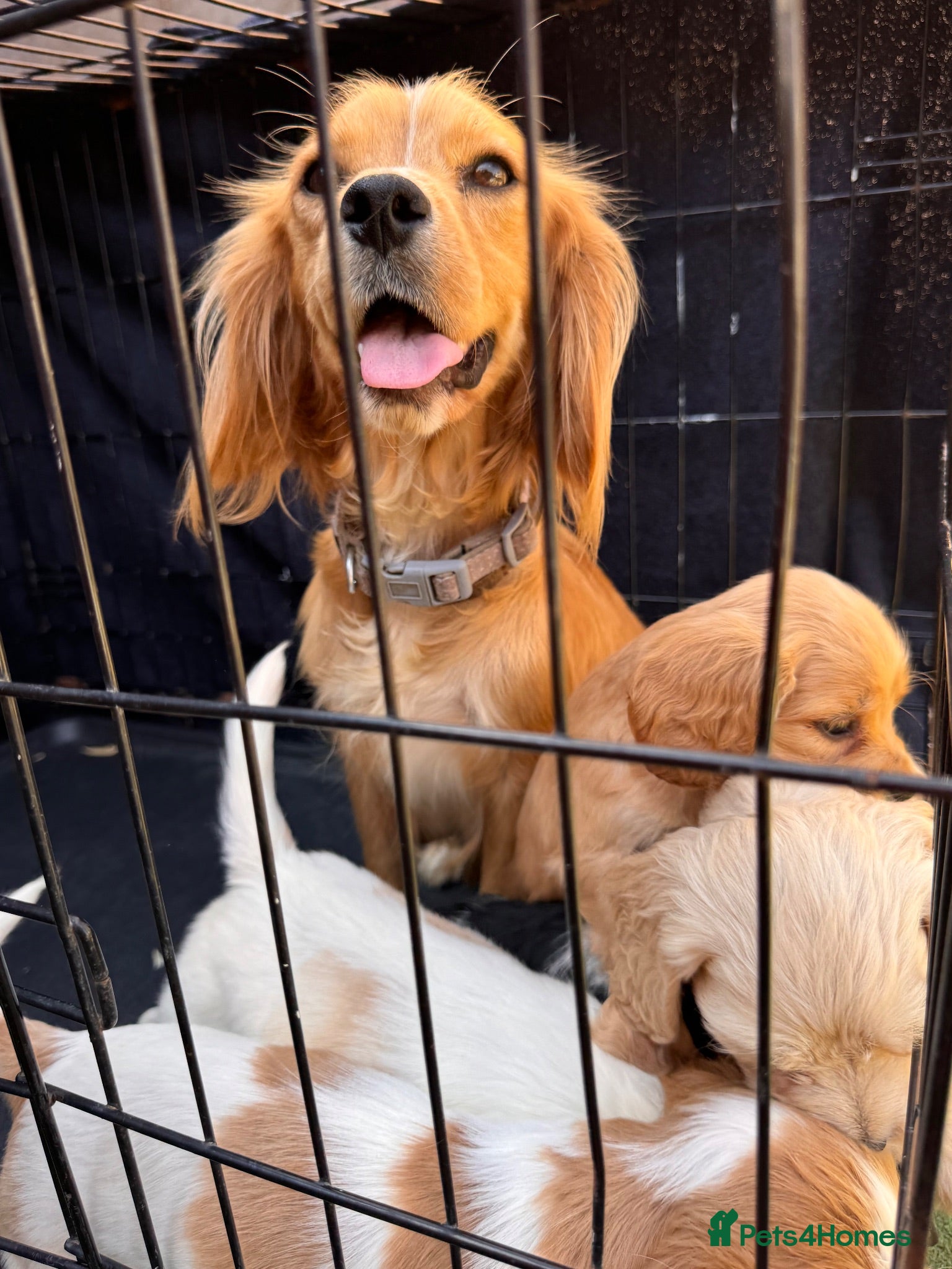 Mixed Breed dogs Cavapoo pups READY TO LEAVE  - Advert 1