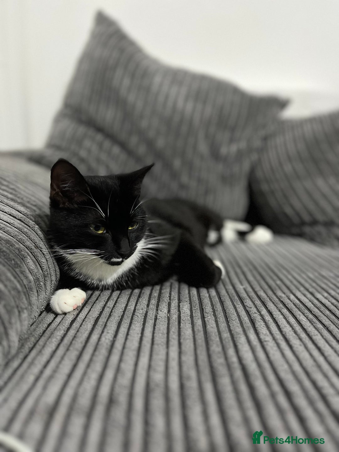 Domestic Shorthair cats for sale: Domestic short hair tuxedo cat - Image 3