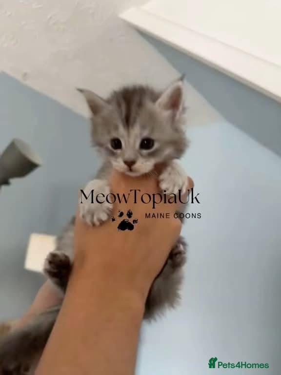 Maine Coon cats Beautiful pedigree Mainecoon kittens - Advert 2
