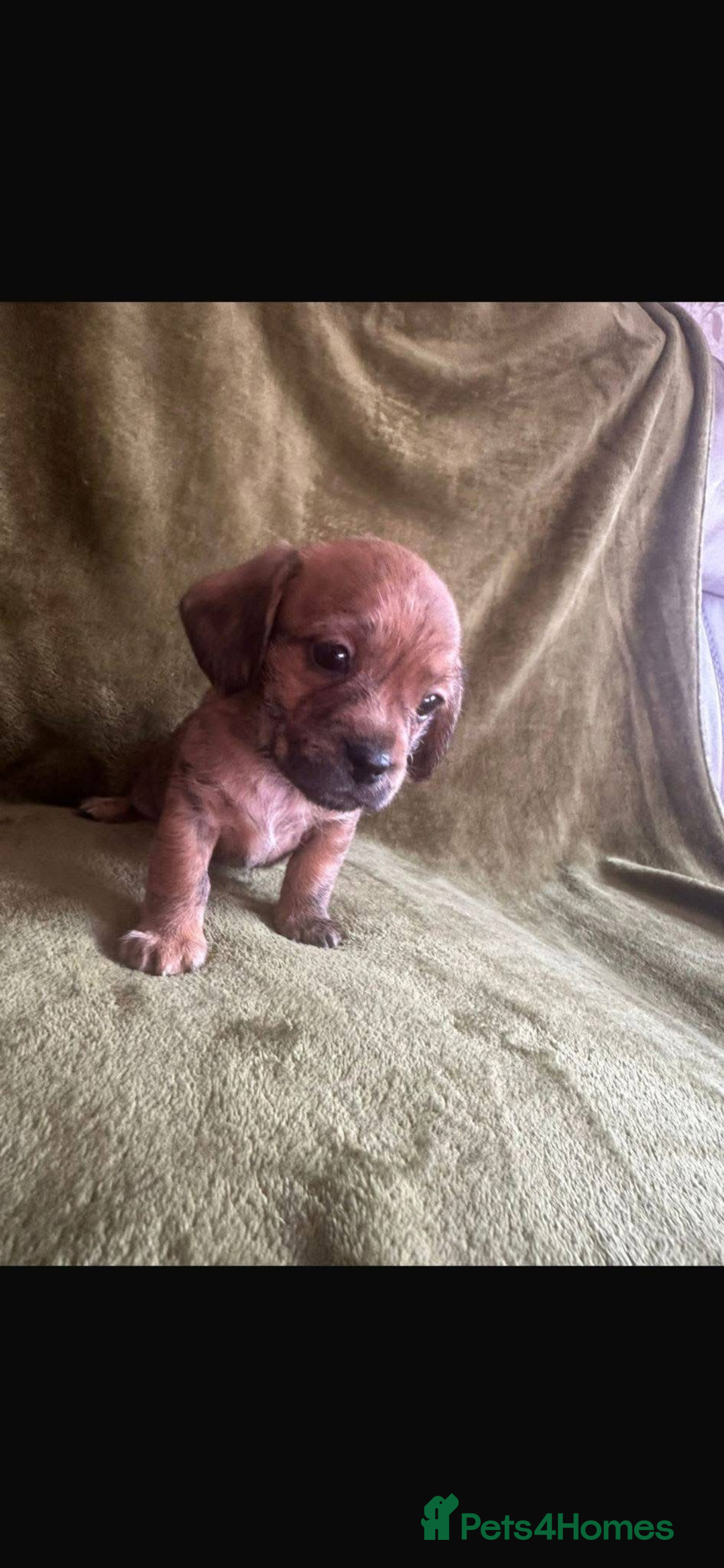 Mixed Breed dogs for sale: Schweenies - Advert 16