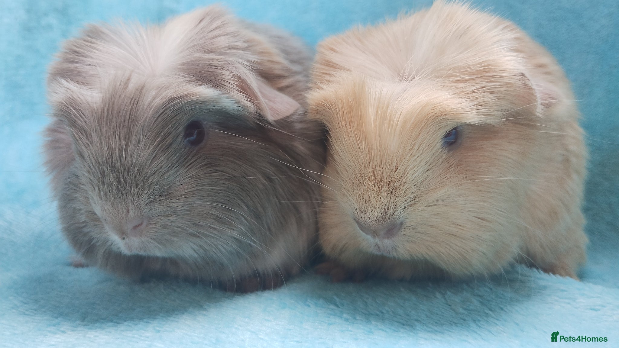 Guinea Pig rodents Baby cornet boys ready 2nd may - Advert 14