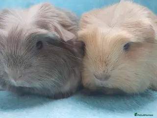 Guinea Pig rodents Baby cornet boys ready 2nd may - Advert 14