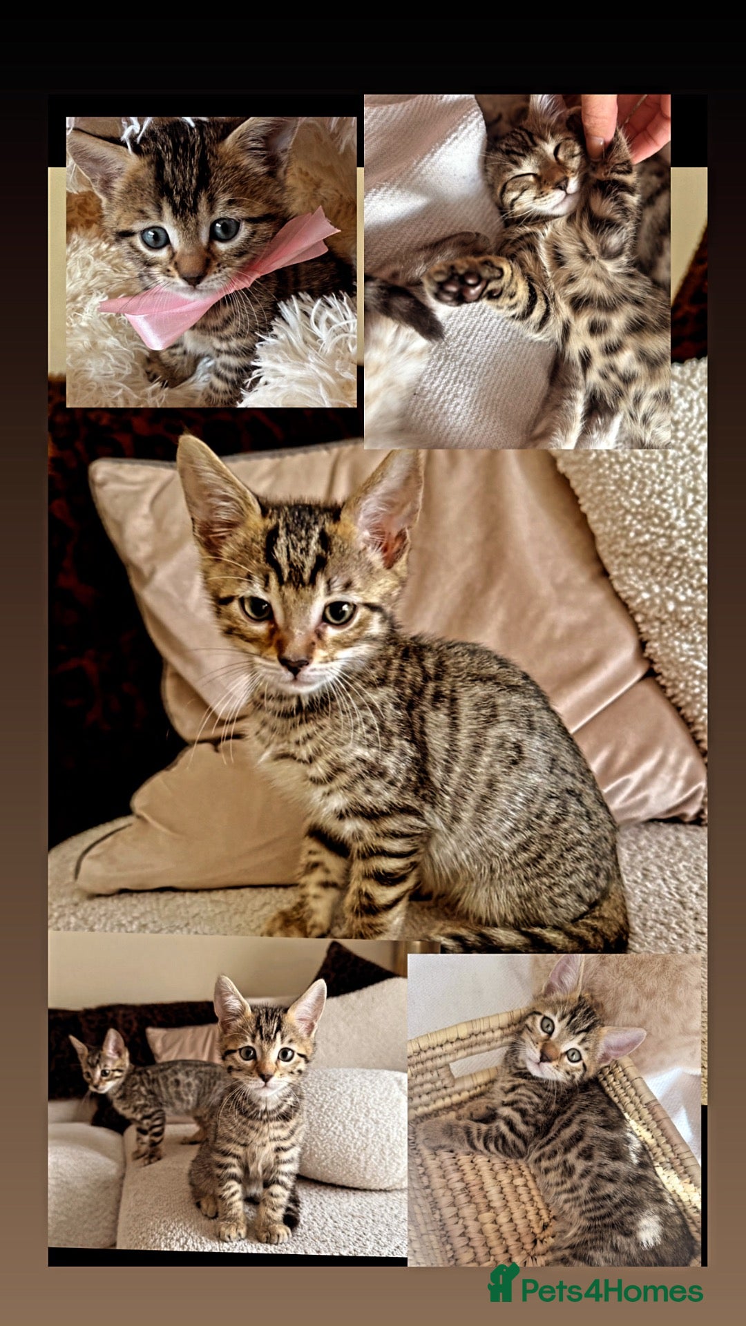 Bengal cats 🐯💕💙 beautiful rosette bengal kittens 💕💙🐯 - Advert 1