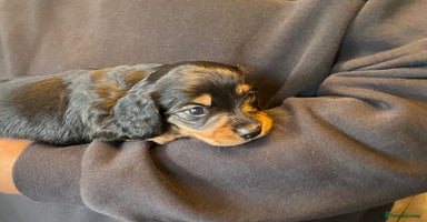 Miniature Dachshund dogs - Advert 1