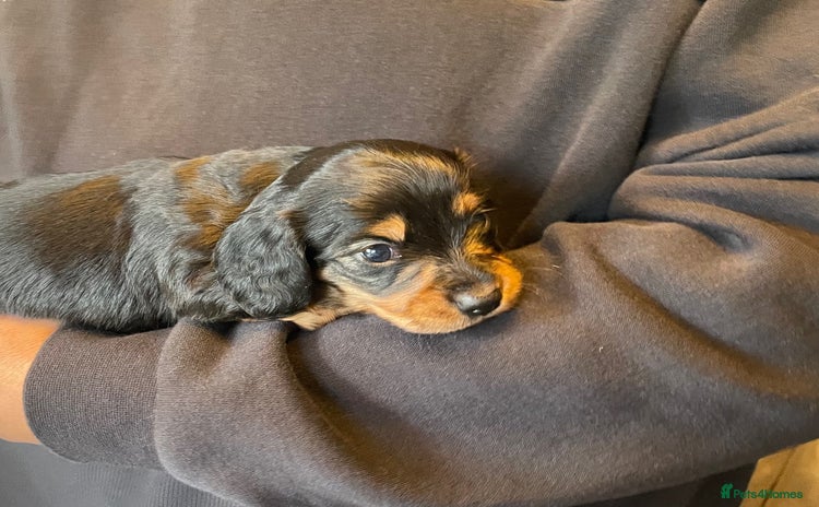 Miniature Dachshund dogs - Advert 9