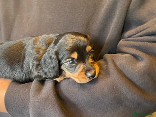 Miniature Dachshund dogs - Advert 5