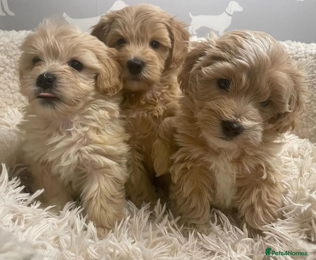 Maltese dogs for stud: *** EXPERIENCED MALTESE STUD*** - Advert 12