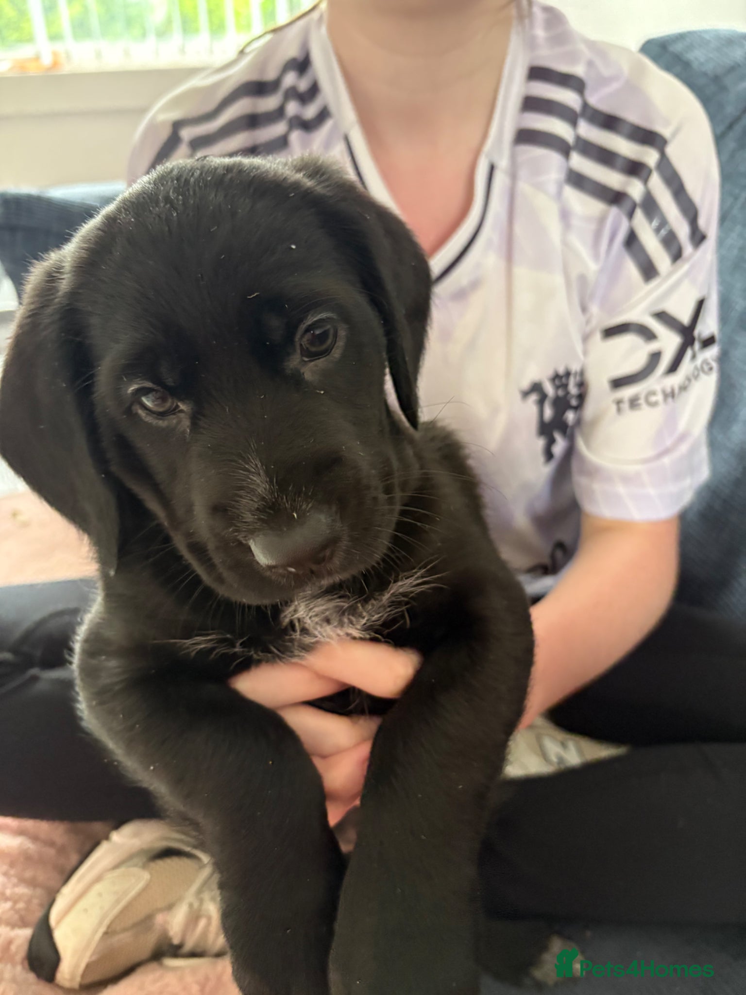 Mixed Breed dogs 9 Cocker shepherds pups for sale  - Advert 2