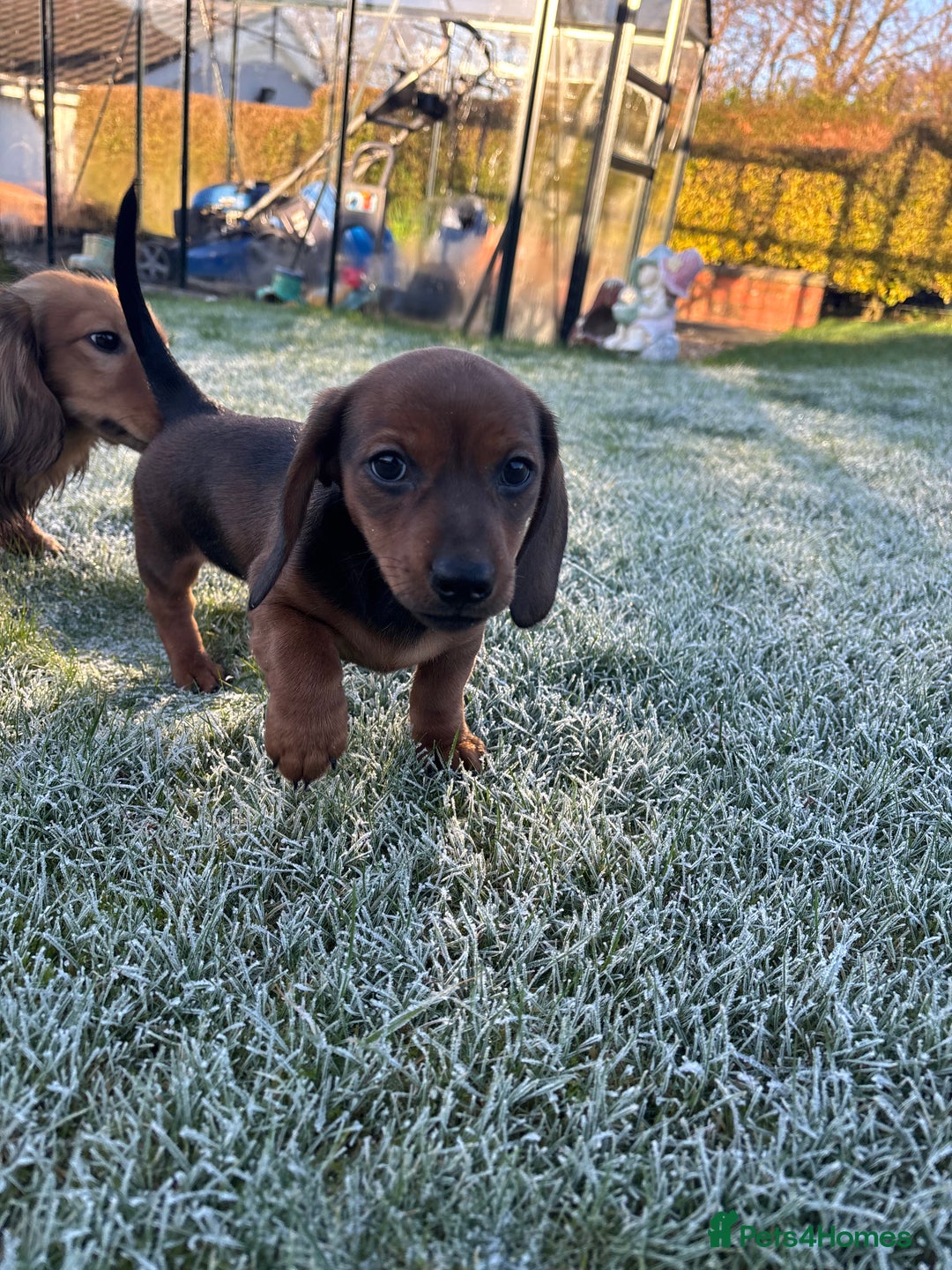 Miniature Dachshund dogs for sale: Miniature shaded red boy available now  - Advert 4