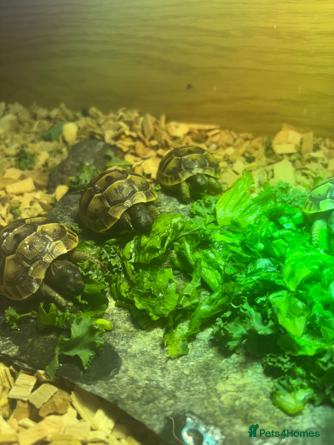 Tortoise reptiles for sale: Only 1 Babi left !! - Image 10