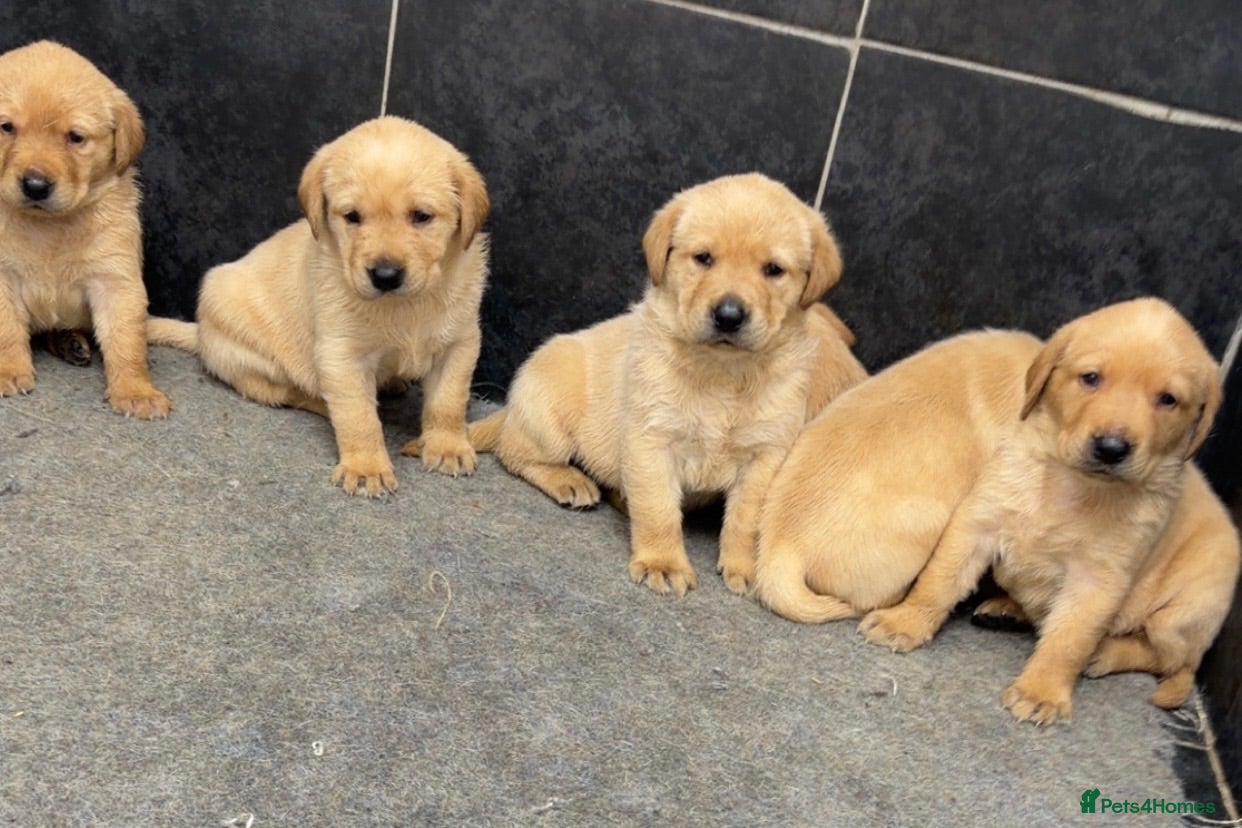 Labrador Retriever dogs Beautiful chunky Labrador pups  - Advert 2