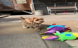 Maltipoo dogs for sale: Beautiful maltipoo puppies looking for new homes  - Image 9