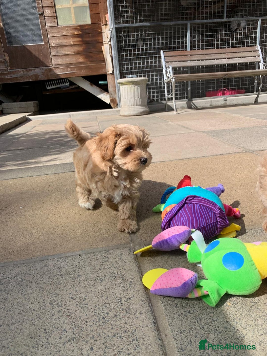 Maltipoo dogs for sale: Beautiful maltipoo puppies looking for new homes  - Image 9