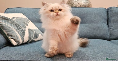British Longhair cats - Advert 5