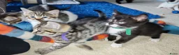 Domestic Shorthair cats for sale: 8 mixed breed kittens for sale in Huddersfield - Advert 6