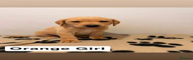 Orange Girl