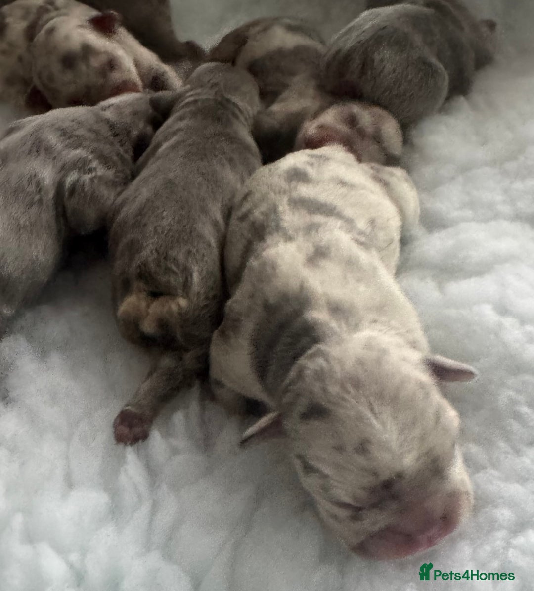 French Bulldog dogs for sale: Out standing french bulldogs merles carry fluffy - Advert 4