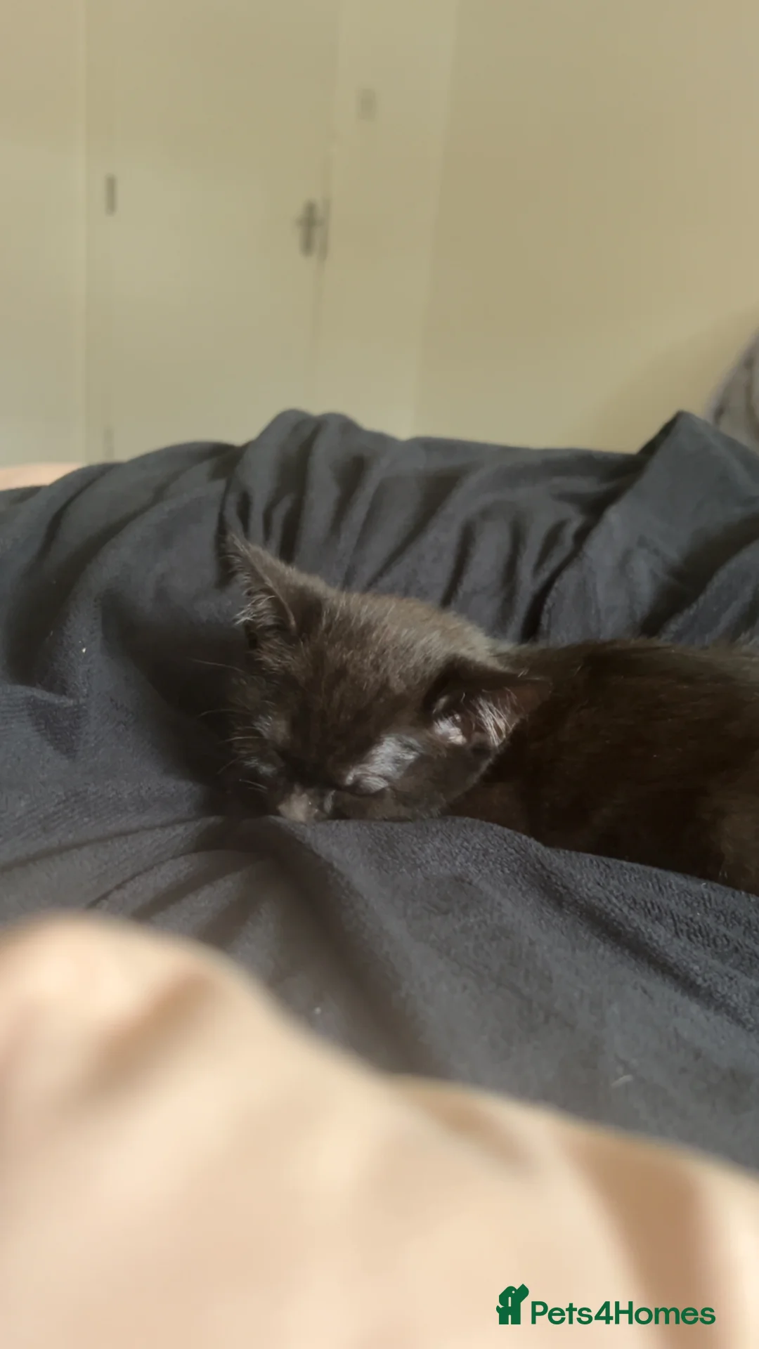 Domestic Shorthair cats for sale: Black Domesticshorthair Kitten in Gillingham - Advert 4