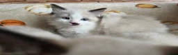 Ragdoll cats for sale: Pure Ragdoll Kittens  - Advert 28