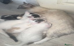 Ragdoll cats for sale: Ragdoll X British Shorthair Kittens - Image 6