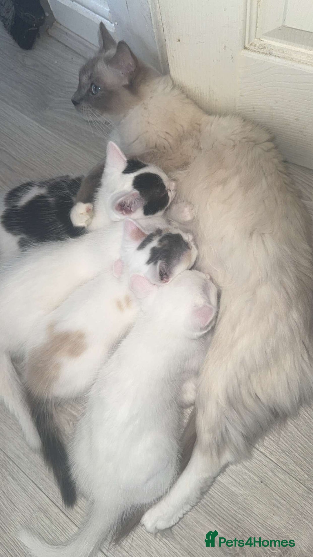 Ragdoll cats for sale: Ragdoll X British Shorthair Kittens - Image 6