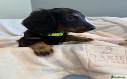 Miniature Dachshund dogs for sale: Pedigree Miniature Long hair Dachshund - Image 24