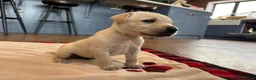 Labrador Retriever dogs for sale: Beautiful Show/working Labrador puppies  - Advert 11