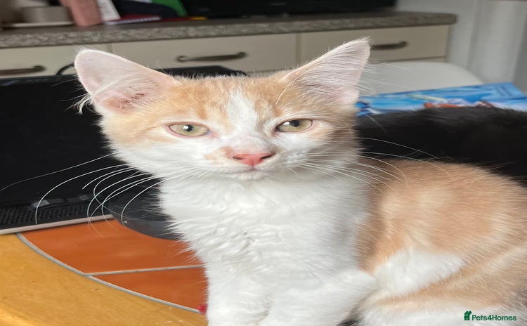Mixed Breed cats - Advert 12