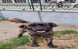 Mixed Breed dogs for adoption: 🆘‼️AT RISK OF BEING EUTHANISED! - Image 9