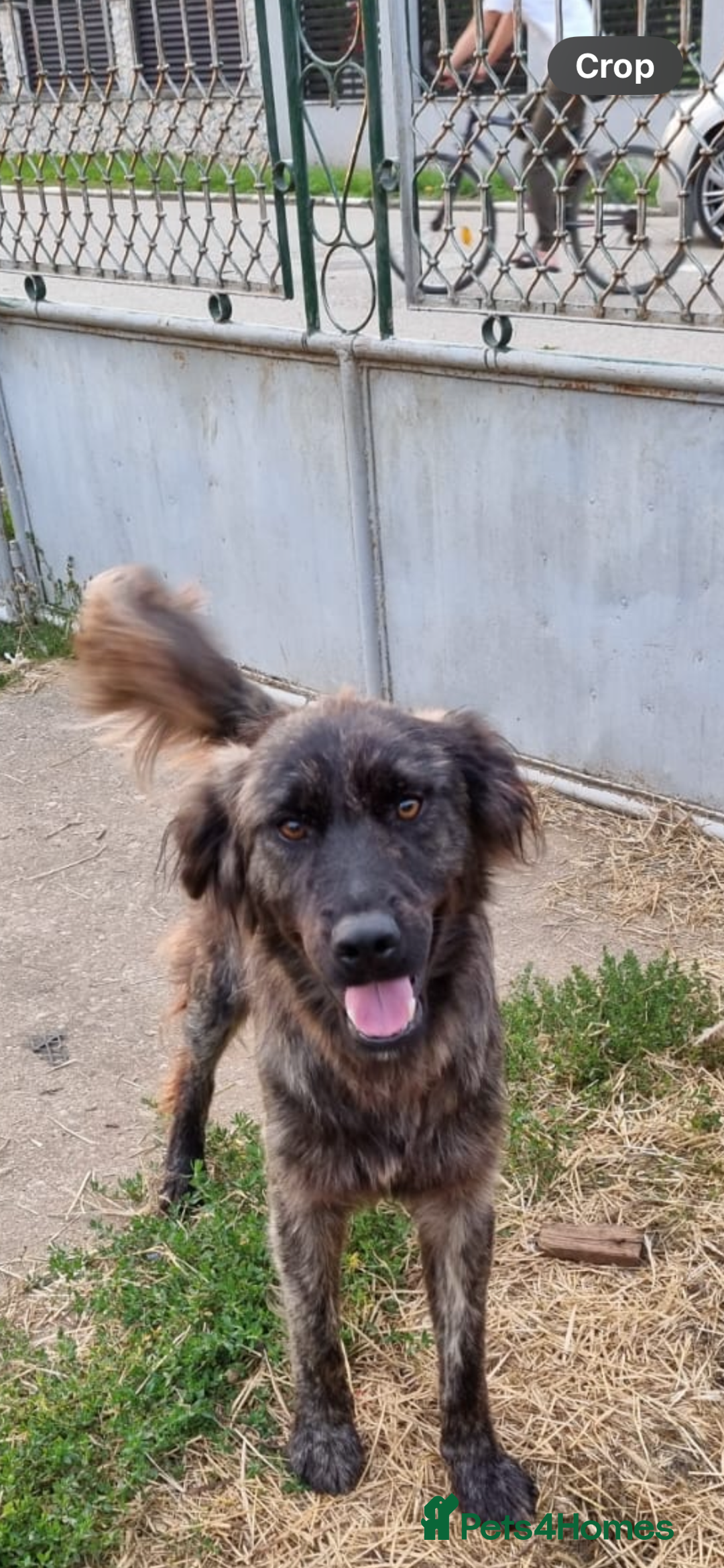 Mixed Breed dogs for adoption: 🆘‼️AT RISK OF BEING EUTHANISED! - Image 9