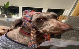 Goldendoodle dogs for stud: Our gorgeous boy Benji  in Northwich - Image 13
