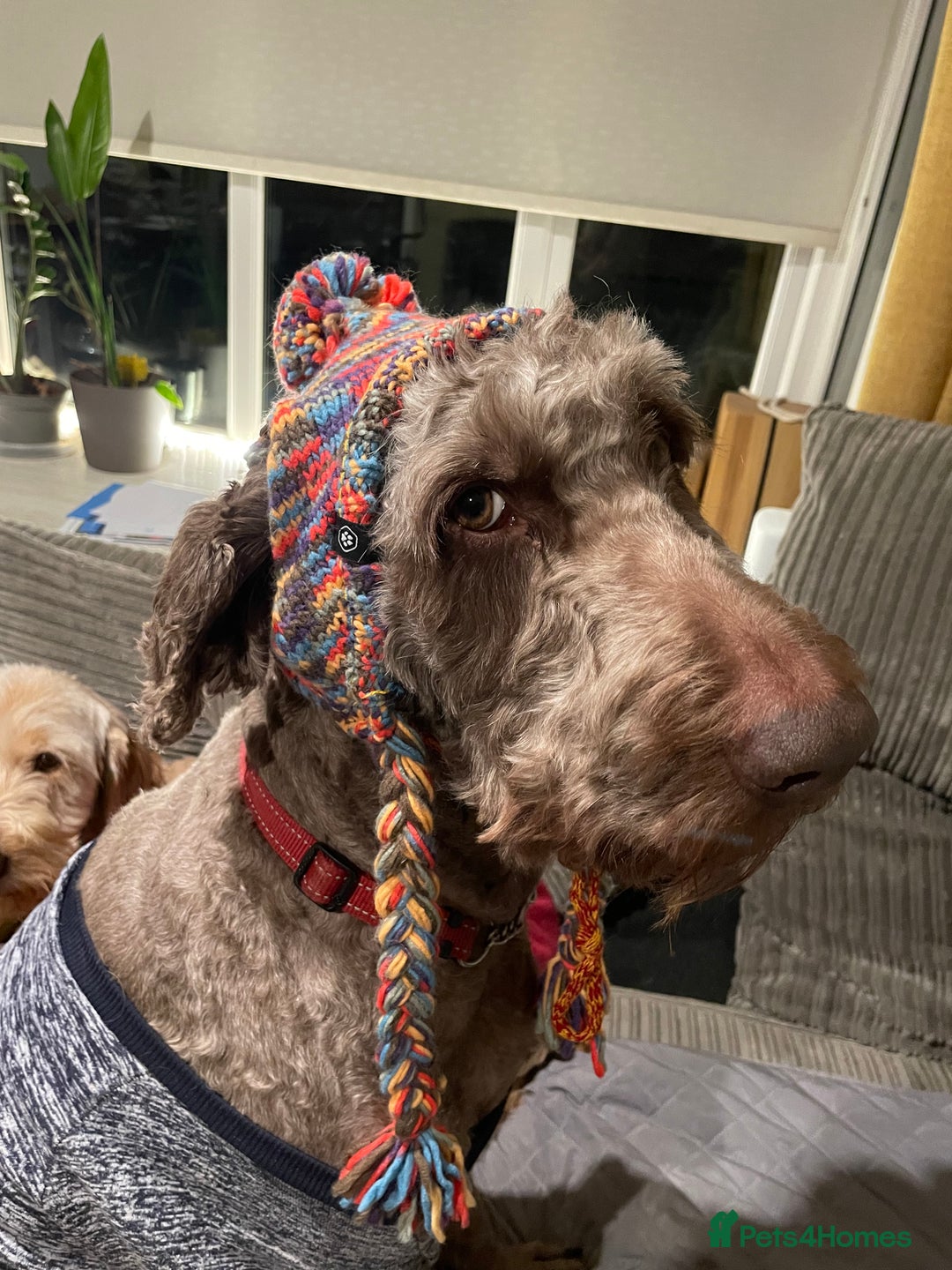 Goldendoodle dogs for stud: Our gorgeous boy Benji  in Northwich - Image 13