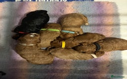 Cavapoo dogs for sale: Cavapoo puppies fully health tested parents - Image 11